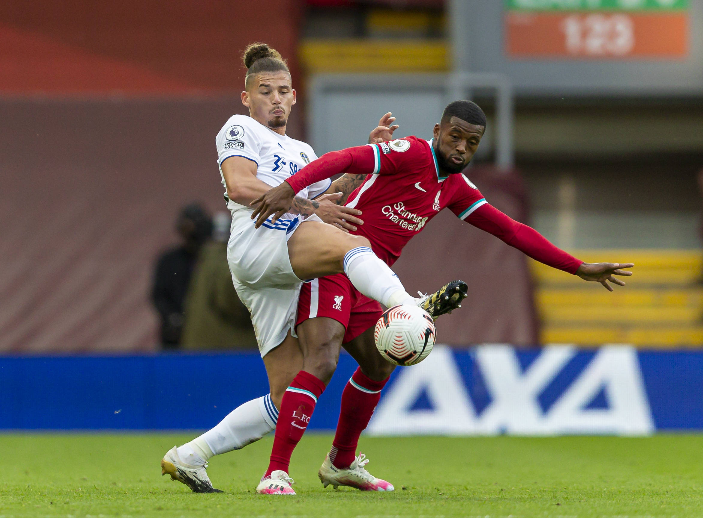 博洛尼亚目 博洛尼亚目